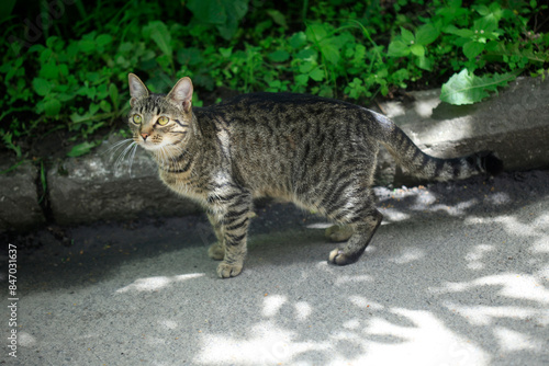 Portrait of cute street cats