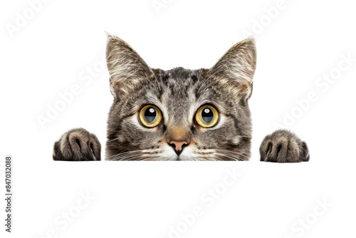 Adorable grey tabby cat with big eyes peeking over edge, isolated on white background. Perfect for pet-themed projects and designs.
