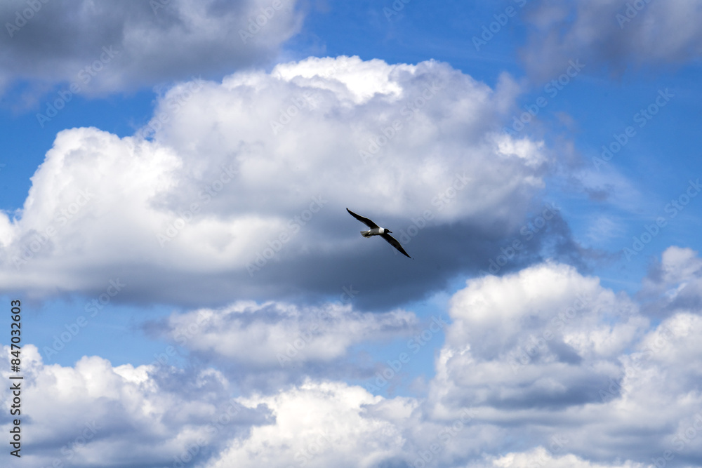 Flying sea mew in the cloudy blue sky Flying sea mew in the cloudy blue sky