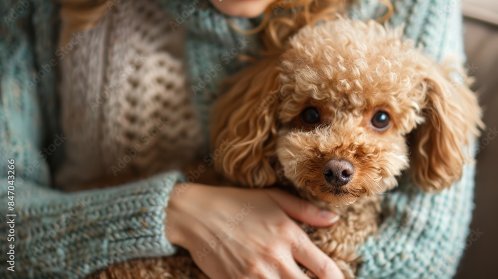 Toy Poodle cuddling with its owner Toy Poodle cuddling with its owner