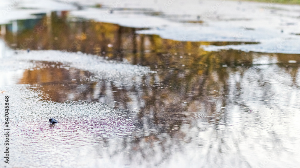Rain puddle with reflected autumn trees Rain puddle with reflected autumn trees