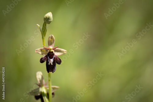Close-up of a crossing between fly orchid (Ophrys insectifera) and late spider orchid (Ophrys fuciflora), Belgium