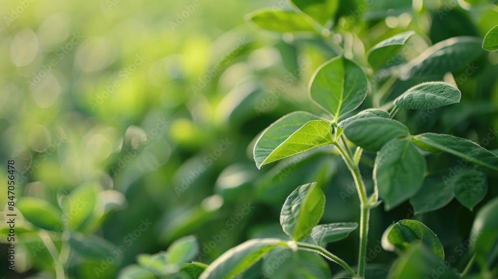 Fototapeta premium A close-up of a plant with vibrant green leaves