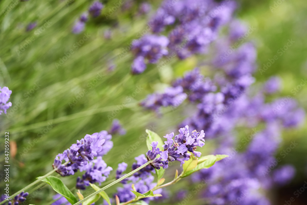 Purple lavender flowers growing outdoors Purple lavender flowers growing outdoors