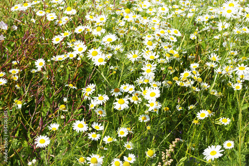 Field flowers. photo