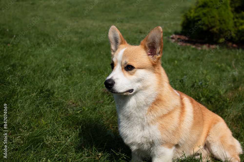 Corgi puppy at a photo shoot, Funny Pets. Corgi puppy at a photo shoot, Funny Pets.