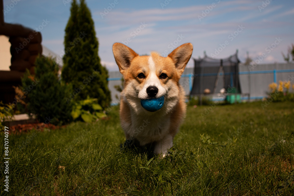 Corgi puppy at a photo shoot, Funny Pets. Corgi puppy at a photo shoot, Funny Pets.