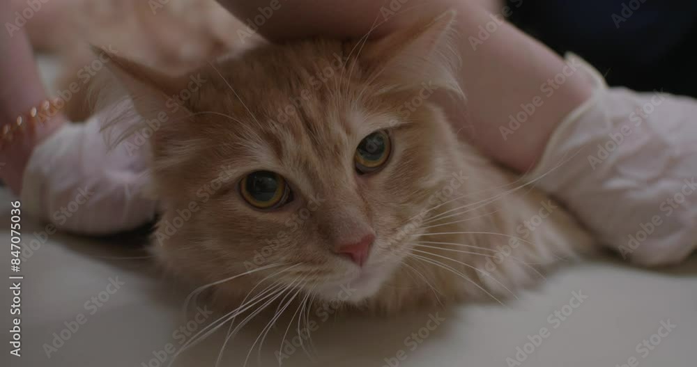 A beautiful ginger cat was brought to the veterinary clinic for procedures. The veterinarian gives the cat an injection. A frightened cat is being treated at a veterinary clinic. A beautiful ginger cat was brought to the veterinary clinic for procedures. The veterinarian gives the cat an injection. A frightened cat is being treated at a veterinary clinic.