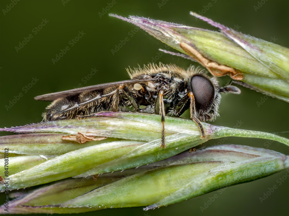 Fototapeta premium Hoverfly on a grass ear