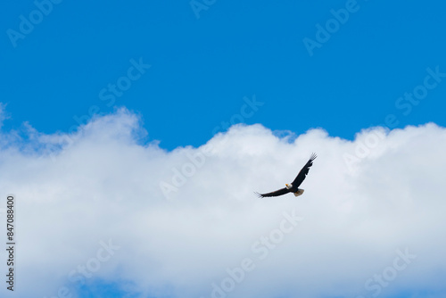 bald eagle in flight soaring above in powerful pose 