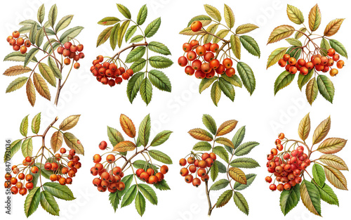 Sorbus tree branch vintage illustration, isolate transparent background PNG file