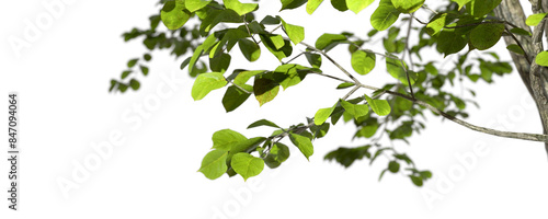 Wild green tree branch leaves foreground transparent backgrounds 3d render png