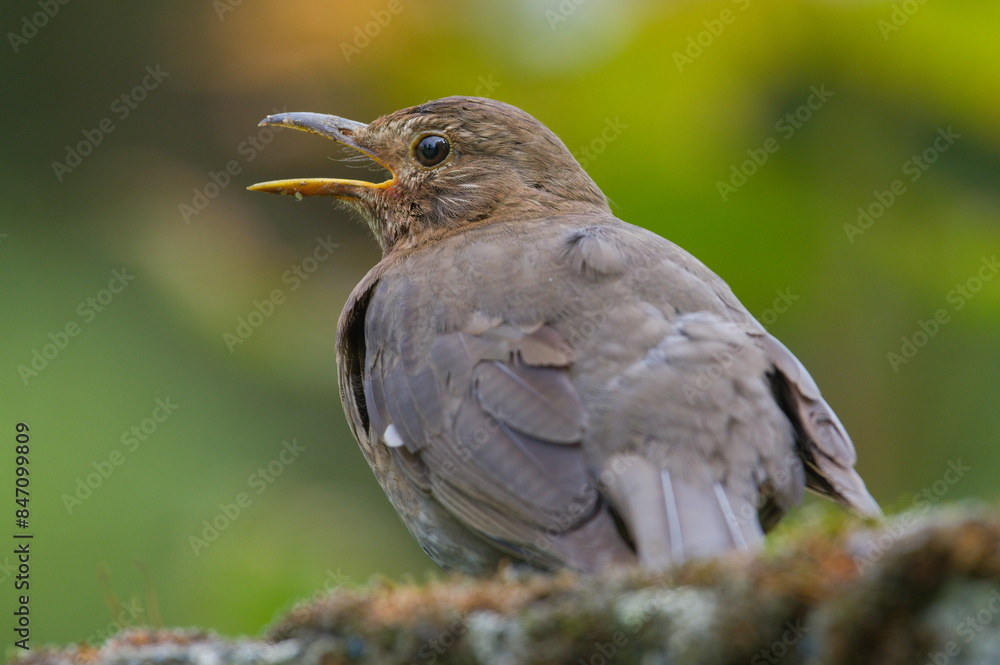 Eurasian blackbird aka The common blackbird or Turdus merula female close-up portrait. Singing with open beak. Eurasian blackbird aka The common blackbird or Turdus merula female close-up portrait. Singing with open beak.