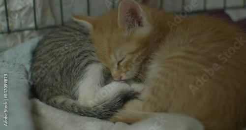 Two cute little homeless kittens sleep sweetly after eating in a shelter. Beautiful kittens sleep peacefully and safely within the walls of the shelter and are waiting for their new owner.