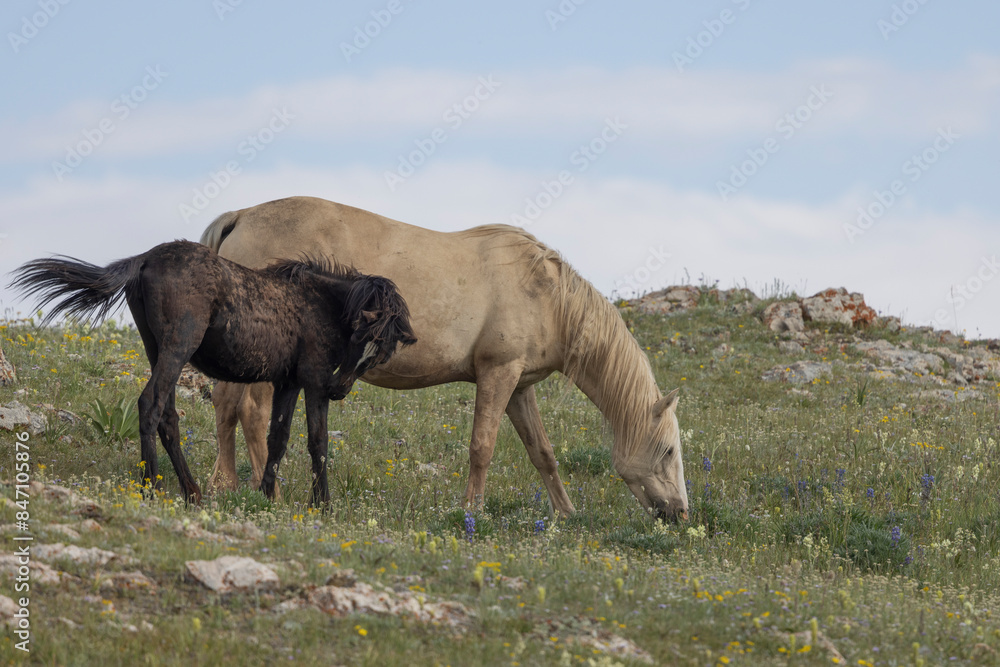Mare and Foal Wild Horses in Summer in the Pryor Mountains Montana Mare and Foal Wild Horses in Summer in the Pryor Mountains Montana