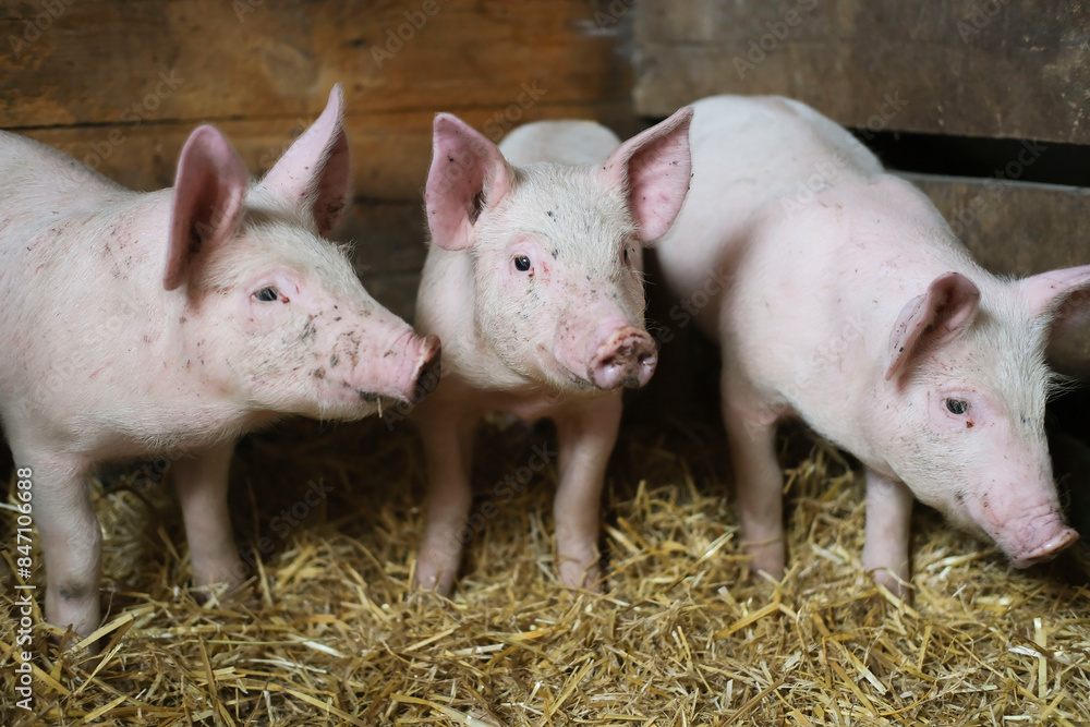 Pigs are free on farm in a pen in mud. Welfare and care of farm animals. Gender selection of livestock. Selective focus. Pigs are free on farm in a pen in mud. Welfare and care of farm animals. Gender selection of livestock. Selective focus.