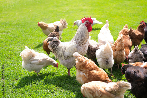 Rooster and chickens walk on an agricultural farm. Free-range chickens in a farmyard.