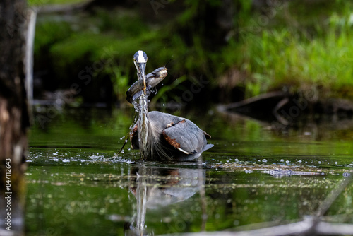 Great blue heron (Ardea herodias) fishing photo