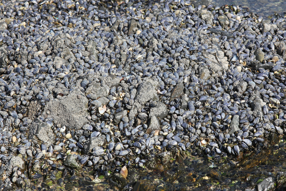 many dried shells in the coastal area, background many dried shells in the coastal area, background