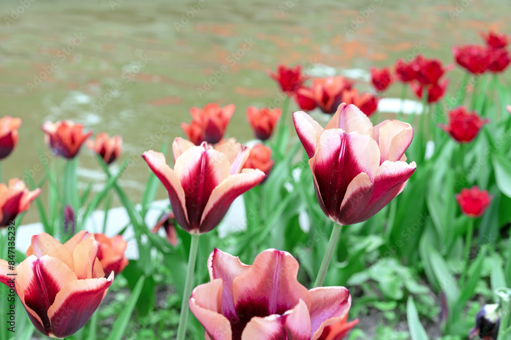 Burgundy tulips with white edges against the backdrop of a city pond. Burgundy tulips with white edges against the backdrop of a city pond.