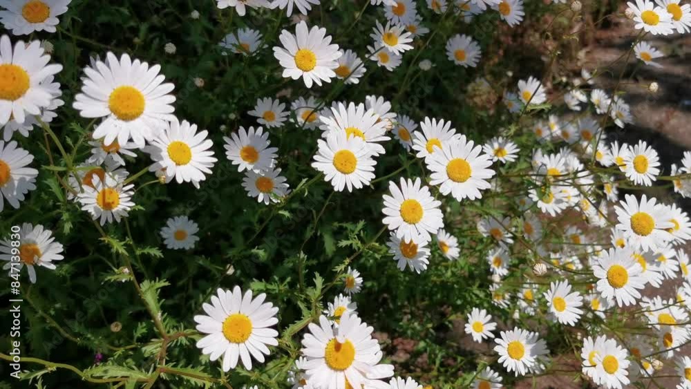 A field of white daisies with yellow centers. The flowers are in full bloom and are scattered throughout the field A field of white daisies with yellow centers. The flowers are in full bloom and are scattered throughout the field