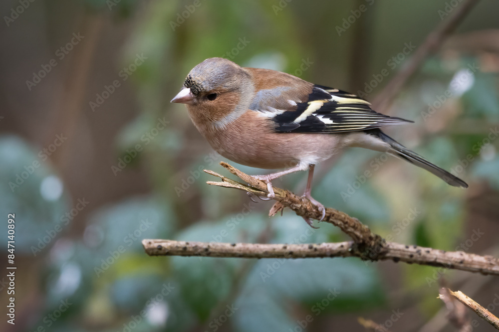 Fototapeta premium Chaffinch looking for food