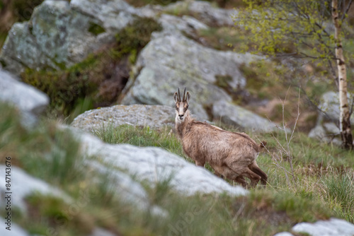 Obraz na płótnie Female alpine chamois with kid in its typical habitat in the Italian Alps. May, Horizontal. w salonie