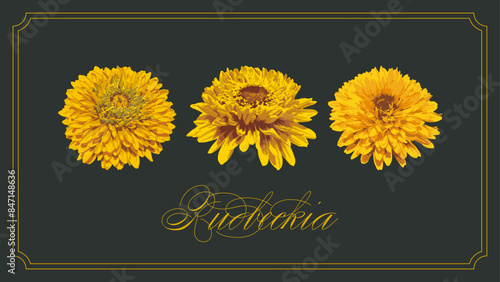 ルドベキア/Rudbeckia