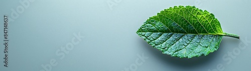 Close-up of a fresh green leaf texture, perfect for a nature background