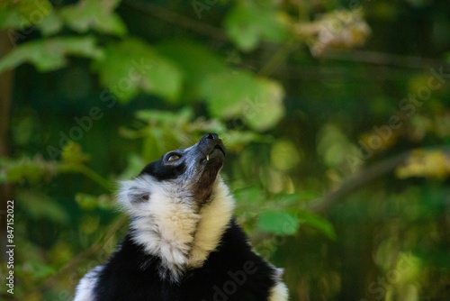 Black and white Ruffed Lemur closeup photo