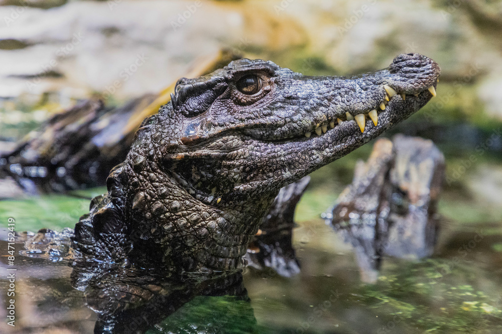 Caiman in the water. The yacare caiman Caiman yacare Caiman in the water. The yacare caiman Caiman yacare