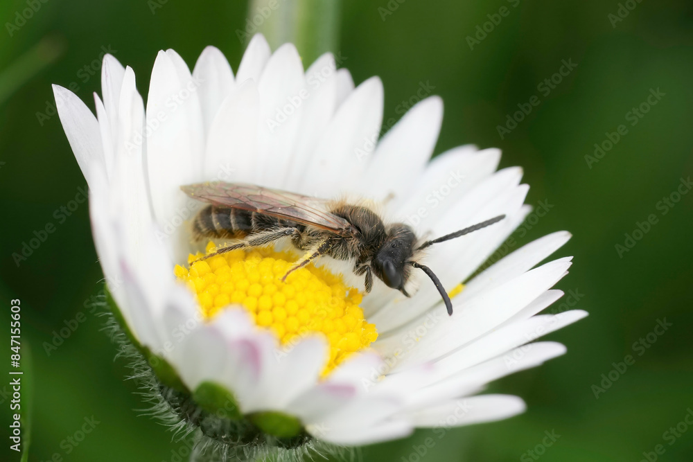 Obraz premium Closeup on male red-bellied miner mining bee, Andrena ventralis