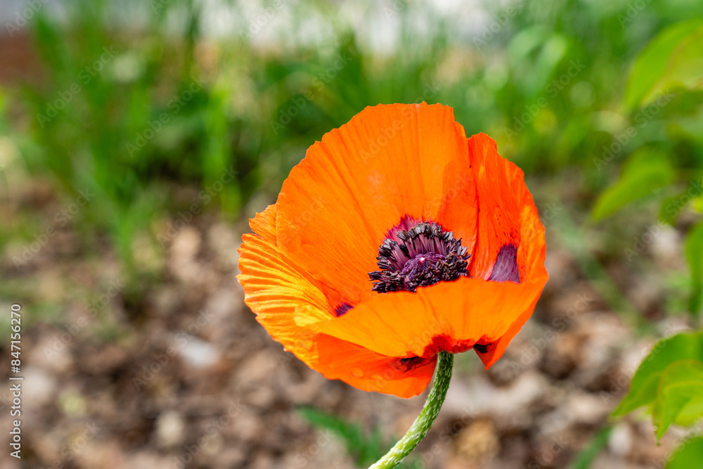 Big red poppy flower on the background of the garden Big red poppy flower on the background of the garden