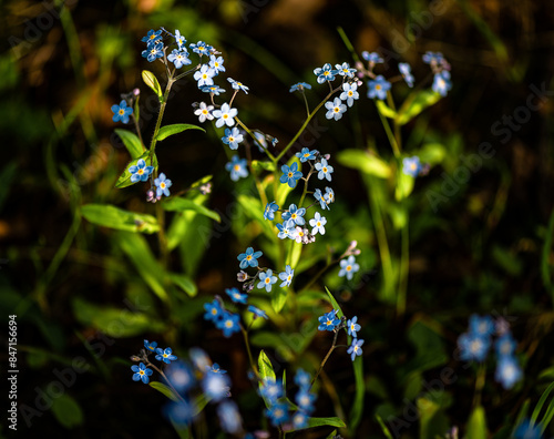 Flowers illuminated by the evening sun.