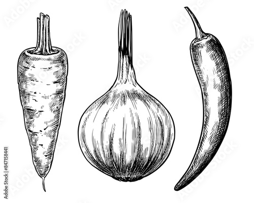Carrot, onion and chili pepper vegetables set hand drawn vintage vector sketch drawing	