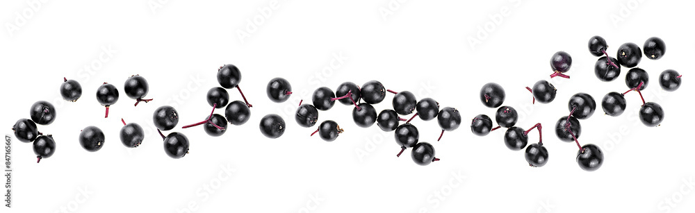Berries of Sambucus isolated on a white background, view from above. Healing black elderberry. Berries of Sambucus isolated on a white background, view from above. Healing black elderberry.