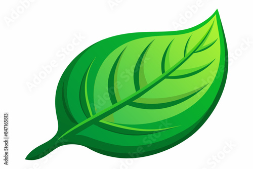 green leaf vector
