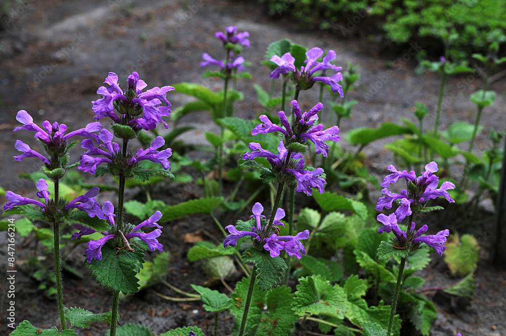 A spectacular garden plant. Stachys macrantha A spectacular garden plant. Stachys macrantha