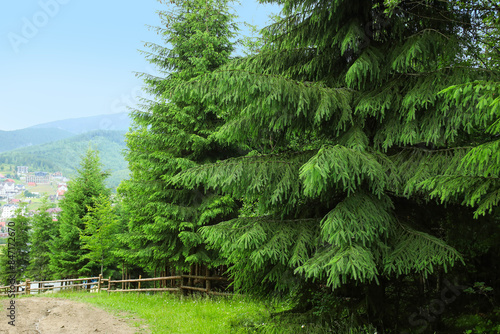 Fir trees in Carpathian mou...