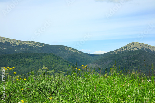 Grass with wildflowers on m...