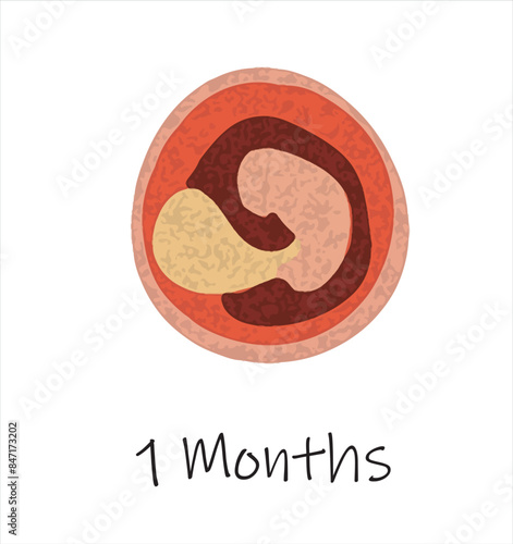 Gestational fetal development. Embryonic lunar stage growth month to month The lunar cycle from 1 to 9 months until birth. Medical infographic elements isolated on white background.	