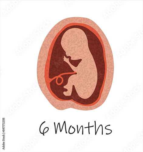 Gestational fetal development. Embryonic lunar stage growth month to month The lunar cycle from 1 to 9 months until birth. Medical infographic elements isolated on white background.	