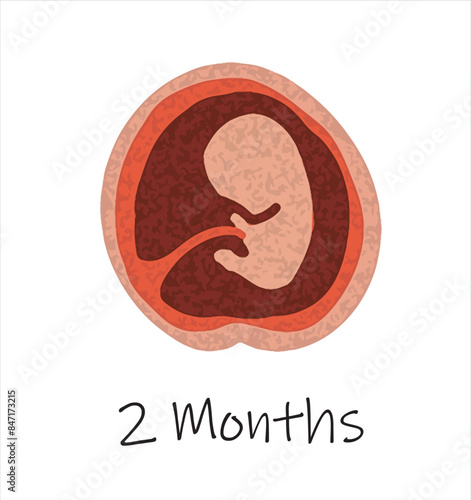 Gestational fetal development. Embryonic lunar stage growth month to month The lunar cycle from 1 to 9 months until birth. Medical infographic elements isolated on white background.	