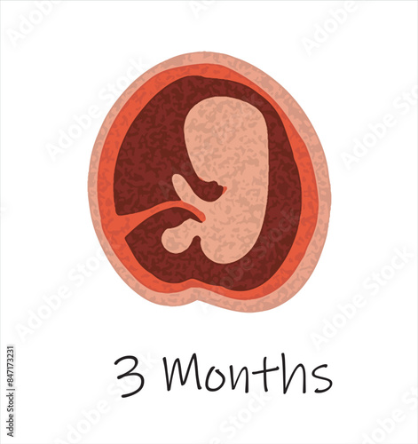 Gestational fetal development. Embryonic lunar stage growth month to month The lunar cycle from 1 to 9 months until birth. Medical infographic elements isolated on white background.	