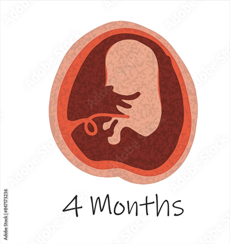 Gestational fetal development. Embryonic lunar stage growth month to month The lunar cycle from 1 to 9 months until birth. Medical infographic elements isolated on white background.	
