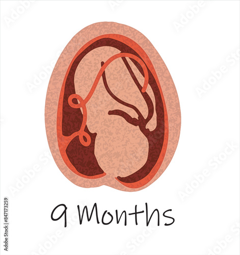 Gestational fetal development. Embryonic lunar stage growth month to month The lunar cycle from 1 to 9 months until birth. Medical infographic elements isolated on white background.	