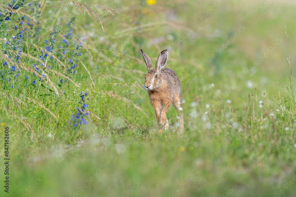European hare (Lepus europaeus) Brown hare hopping in motion in a meadow European hare (Lepus europaeus) Brown hare hopping in motion in a meadow