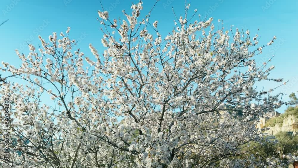 Almond Flower In Spring In Calabria Almond Flower In Spring In Calabria