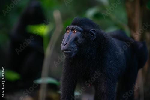 Photography Close-up of Adult Celebes Crested Macaque
in Tangkoko National Park, Sulawesi, I