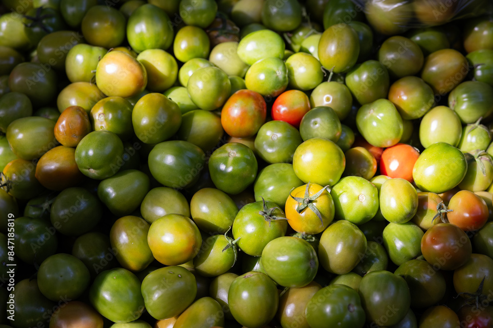 Cluster of Green Tomatoes